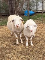 founding-matriarch-ewe
