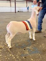 show-ewe-duncan-ok-sale