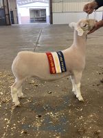 show-ewe-duncan-okla